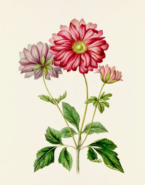Flower illustration. Vintage-style botanical flower artwork in full bloom. Botanical plate from a mid-1800s botany book.