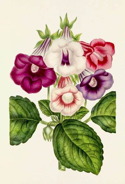그림입니다 빈티지 스타일의 식물학적 삽화가 만발합니다 1800년대 식물학 책에서 식물학적인 — 스톡 사진