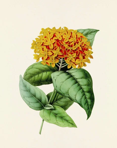 Blumenillustration Botanisches Kunstwerk Vintage Stil Voller Blüte Botanischer Teller Aus — Stockfoto