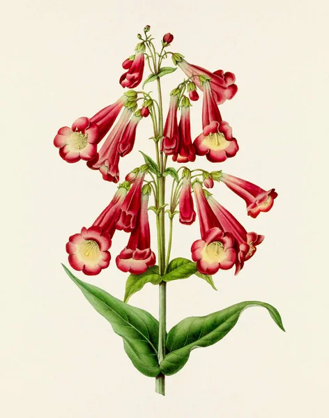 Květinová Ilustrace Ročník Styl Botanické Květinové Malby Plném Květu Botanický — Stock fotografie