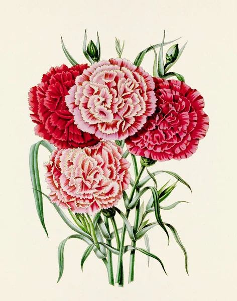 Květinová Ilustrace Ročník Styl Botanické Květinové Malby Plném Květu Botanický — Stock fotografie
