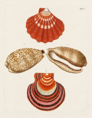 Shells. Conchology illustration, plate of a German conchology book showcasing the diverse beauty of seashells. Ca. 1790 clipart