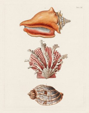 Mermiler. Konkoloji illüstrasyonu, bir Alman konkoloji kitabının tabağı deniz kabuklarının çeşitliliğini gösteriyor. Ca. 1790