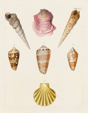 Mermiler. Konkoloji illüstrasyonu, bir Alman konkoloji kitabının tabağı deniz kabuklarının çeşitliliğini gösteriyor. Ca. 1790