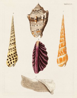 Mermiler. Konkoloji illüstrasyonu, bir Alman konkoloji kitabının tabağı deniz kabuklarının çeşitliliğini gösteriyor. Ca. 1790