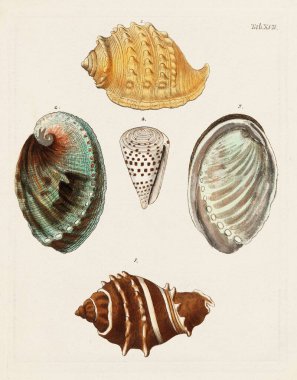 Mermiler. Konkoloji illüstrasyonu, bir Alman konkoloji kitabının tabağı deniz kabuklarının çeşitliliğini gösteriyor. Ca. 1790