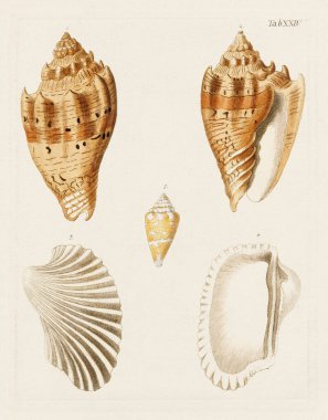 Mermiler. Konkoloji illüstrasyonu, bir Alman konkoloji kitabının tabağı deniz kabuklarının çeşitliliğini gösteriyor. Ca. 1790