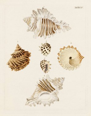 Mermiler. Konkoloji illüstrasyonu, bir Alman konkoloji kitabının tabağı deniz kabuklarının çeşitliliğini gösteriyor. Ca. 1790