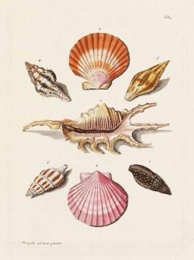 Mermiler. Konkoloji illüstrasyonu, bir Alman konkoloji kitabının tabağı deniz kabuklarının çeşitliliğini gösteriyor. Ca. 1790