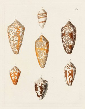 Mermiler. Konkoloji illüstrasyonu, bir Alman konkoloji kitabının tabağı deniz kabuklarının çeşitliliğini gösteriyor. Ca. 1790