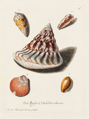 Mermiler. Konkoloji illüstrasyonu, bir Alman konkoloji kitabının tabağı deniz kabuklarının çeşitliliğini gösteriyor. Ca. 1790