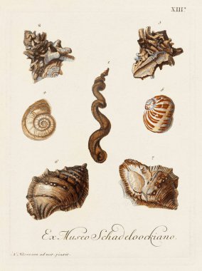 Mermiler. Konkoloji illüstrasyonu, bir Alman konkoloji kitabının tabağı deniz kabuklarının çeşitliliğini gösteriyor. Ca. 1790