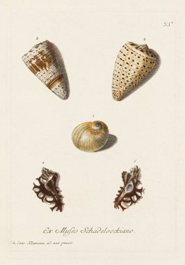 Mermiler. Konkoloji illüstrasyonu, bir Alman konkoloji kitabının tabağı deniz kabuklarının çeşitliliğini gösteriyor. Ca. 1790