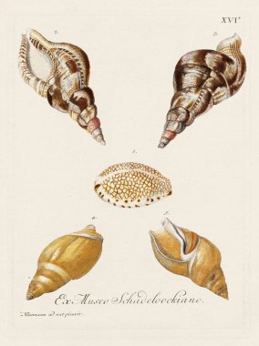 Mermiler. Konkoloji illüstrasyonu, bir Alman konkoloji kitabının tabağı deniz kabuklarının çeşitliliğini gösteriyor. Ca. 1790