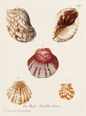 Mermiler. Konkoloji illüstrasyonu, bir Alman konkoloji kitabının tabağı deniz kabuklarının çeşitliliğini gösteriyor. Ca. 1790