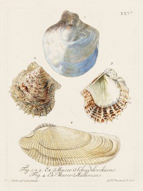 Mermiler. Konkoloji illüstrasyonu, bir Alman konkoloji kitabının tabağı deniz kabuklarının çeşitliliğini gösteriyor. Ca. 1790