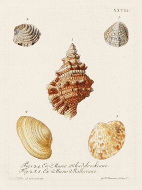 Mermiler. Konkoloji illüstrasyonu, bir Alman konkoloji kitabının tabağı deniz kabuklarının çeşitliliğini gösteriyor. Ca. 1790