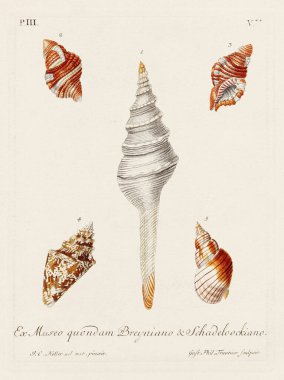 Mermiler. Konkoloji illüstrasyonu, bir Alman konkoloji kitabının tabağı deniz kabuklarının çeşitliliğini gösteriyor. Ca. 1790