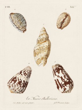 Mermiler. Konkoloji illüstrasyonu, bir Alman konkoloji kitabının tabağı deniz kabuklarının çeşitliliğini gösteriyor. Ca. 1790