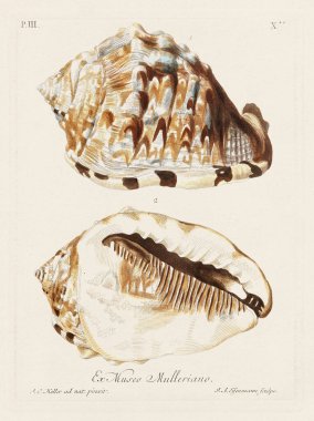 Mermiler. Konkoloji illüstrasyonu, bir Alman konkoloji kitabının tabağı deniz kabuklarının çeşitliliğini gösteriyor. Ca. 1790