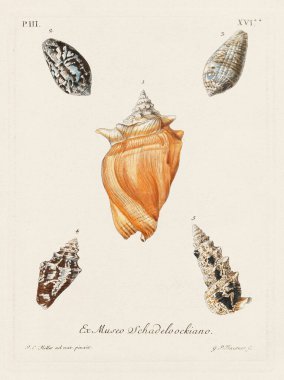 Mermiler. Konkoloji illüstrasyonu, bir Alman konkoloji kitabının tabağı deniz kabuklarının çeşitliliğini gösteriyor. Ca. 1790