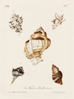 Mermiler. Konkoloji illüstrasyonu, bir Alman konkoloji kitabının tabağı deniz kabuklarının çeşitliliğini gösteriyor. Ca. 1790