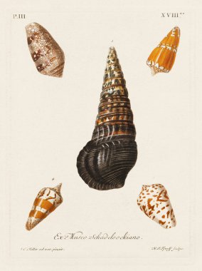 Mermiler. Konkoloji illüstrasyonu, bir Alman konkoloji kitabının tabağı deniz kabuklarının çeşitliliğini gösteriyor. Ca. 1790