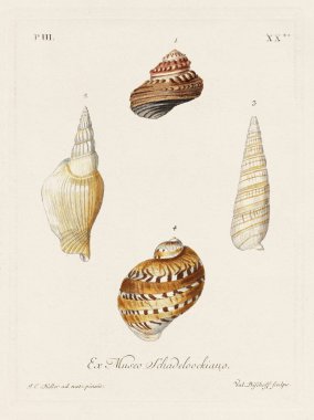 Mermiler. Konkoloji illüstrasyonu, bir Alman konkoloji kitabının tabağı deniz kabuklarının çeşitliliğini gösteriyor. Ca. 1790