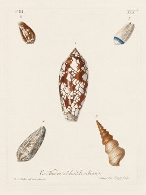 Mermiler. Konkoloji illüstrasyonu, bir Alman konkoloji kitabının tabağı deniz kabuklarının çeşitliliğini gösteriyor. Ca. 1790