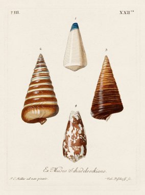 Mermiler. Konkoloji illüstrasyonu, bir Alman konkoloji kitabının tabağı deniz kabuklarının çeşitliliğini gösteriyor. Ca. 1790