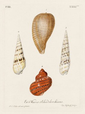 Mermiler. Konkoloji illüstrasyonu, bir Alman konkoloji kitabının tabağı deniz kabuklarının çeşitliliğini gösteriyor. Ca. 1790