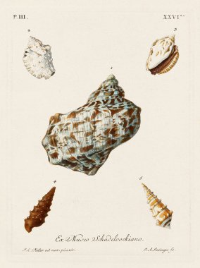 Mermiler. Konkoloji illüstrasyonu, bir Alman konkoloji kitabının tabağı deniz kabuklarının çeşitliliğini gösteriyor. Ca. 1790