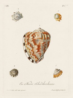 Mermiler. Konkoloji illüstrasyonu, bir Alman konkoloji kitabının tabağı deniz kabuklarının çeşitliliğini gösteriyor. Ca. 1790