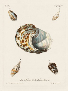 Mermiler. Konkoloji illüstrasyonu, bir Alman konkoloji kitabının tabağı deniz kabuklarının çeşitliliğini gösteriyor. Ca. 1790