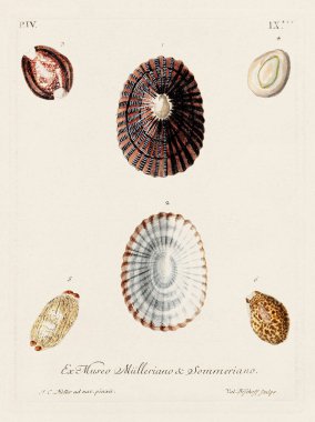 Mermiler. Konkoloji illüstrasyonu, bir Alman konkoloji kitabının tabağı deniz kabuklarının çeşitliliğini gösteriyor. Ca. 1790