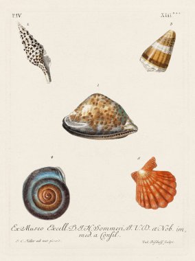 Mermiler. Konkoloji illüstrasyonu, bir Alman konkoloji kitabının tabağı deniz kabuklarının çeşitliliğini gösteriyor. Ca. 1790