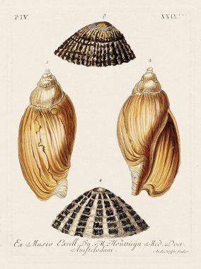 Mermiler. Konkoloji illüstrasyonu, bir Alman konkoloji kitabının tabağı deniz kabuklarının çeşitliliğini gösteriyor. Ca. 1790