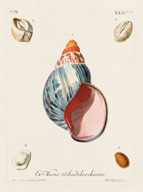 Mermiler. Konkoloji illüstrasyonu, bir Alman konkoloji kitabının tabağı deniz kabuklarının çeşitliliğini gösteriyor. Ca. 1790