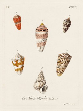 Mermiler. Konkoloji illüstrasyonu, bir Alman konkoloji kitabının tabağı deniz kabuklarının çeşitliliğini gösteriyor. Ca. 1790