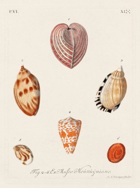 Mermiler. Konkoloji illüstrasyonu, bir Alman konkoloji kitabının tabağı deniz kabuklarının çeşitliliğini gösteriyor. Ca. 1790