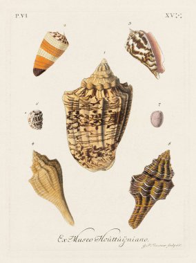 Mermiler. Konkoloji illüstrasyonu, bir Alman konkoloji kitabının tabağı deniz kabuklarının çeşitliliğini gösteriyor. Ca. 1790