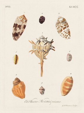 Mermiler. Konkoloji illüstrasyonu, bir Alman konkoloji kitabının tabağı deniz kabuklarının çeşitliliğini gösteriyor. Ca. 1790