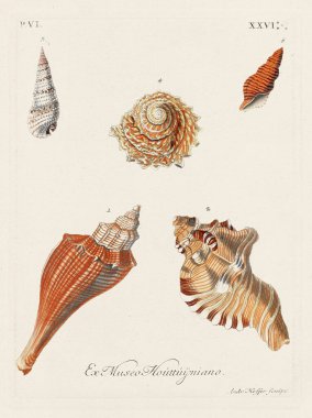 Mermiler. Konkoloji illüstrasyonu, bir Alman konkoloji kitabının tabağı deniz kabuklarının çeşitliliğini gösteriyor. Ca. 1790