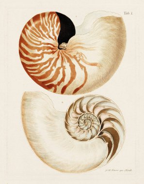 Nautilus Shell. Konkoloji illüstrasyonu, bir Alman konkoloji kitabının tabağı deniz kabuklarının çeşitliliğini gösteriyor. Ca. 1790