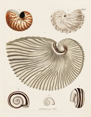 Nautilus Shell. Konkoloji illüstrasyonu, bir Alman konkoloji kitabının tabağı deniz kabuklarının çeşitliliğini gösteriyor. Ca. 1790