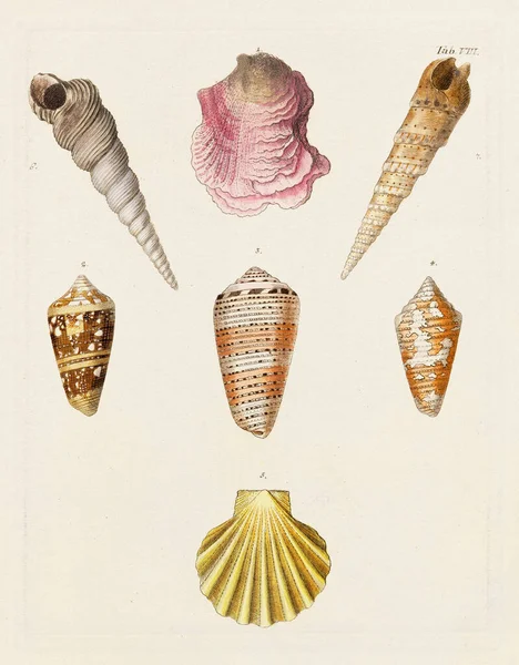 Mermiler. Konkoloji illüstrasyonu, bir Alman konkoloji kitabının tabağı deniz kabuklarının çeşitliliğini gösteriyor. Ca. 1790