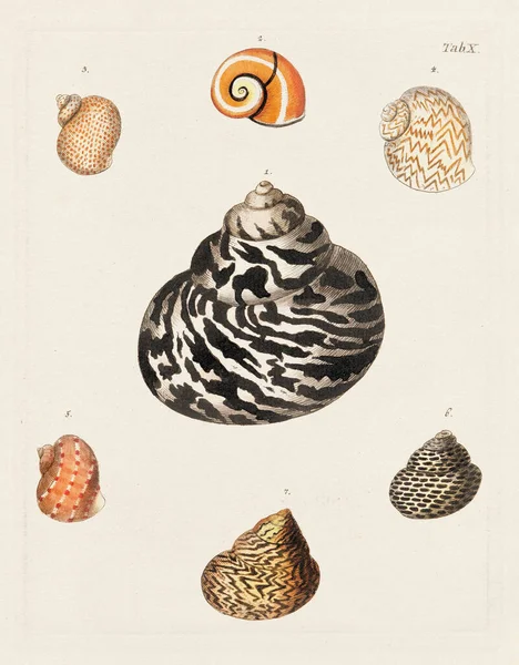 Mermiler. Konkoloji illüstrasyonu, bir Alman konkoloji kitabının tabağı deniz kabuklarının çeşitliliğini gösteriyor. Ca. 1790