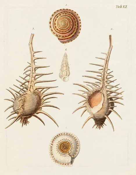 Conchology 조개껍질의 다양한 아름다움을 보여주는 독일어 Conchology 1790년 — 스톡 사진