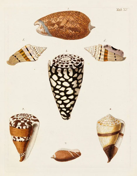 Mermiler. Konkoloji illüstrasyonu, bir Alman konkoloji kitabının tabağı deniz kabuklarının çeşitliliğini gösteriyor. Ca. 1790