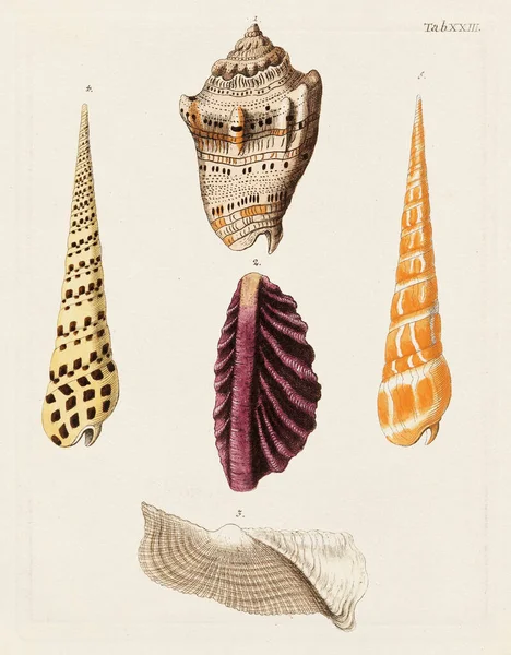 Mermiler. Konkoloji illüstrasyonu, bir Alman konkoloji kitabının tabağı deniz kabuklarının çeşitliliğini gösteriyor. Ca. 1790